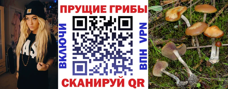 Галлюциногенные грибы MAGIC MUSHROOMS  купить наркотики цена  Павлово 